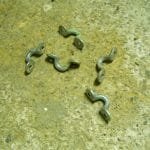 2020 10 A154 091 - lacing eyes