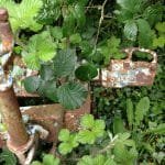 A154 Deannie in 2017 needing some love 003