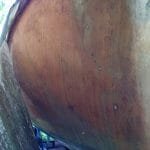 A154 Deannie in 2017 needing some love 005