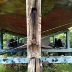 A154 Deannie in 2017 needing some love 006