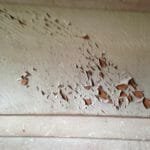 A154 Deannie in 2017 needing some love 012