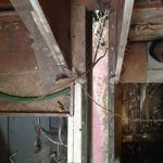 A154 Deannie in 2017 needing some love 014