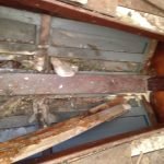 A154 Deannie in 2017 needing some love 016