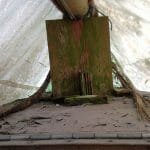 A154 Deannie in 2017 needing some love 017