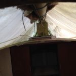 A154 Deannie in 2017 needing some love 021