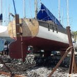 A31-12 Peanut in 2017