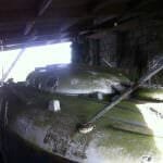 2016 A117 Turtle Rescued from her barn