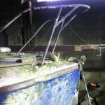 2016 A117 Turtle Rescued from her barn