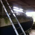 2016 A117 Turtle Rescued from her barn