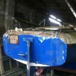 2016 A117 Turtle Rescued from her barn