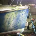 2016 A117 Turtle Rescued from her barn