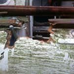 2016 A117 Turtle Rescued from her barn