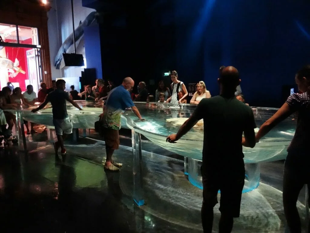 Alistair gets up close and personal with sharks in an open pool