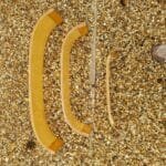 2020-01-Pixie-for-sale-02