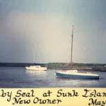 A137 1983 Baby Seal at Sunk Island